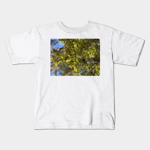 Beech Kids T-Shirt by TerraDumont